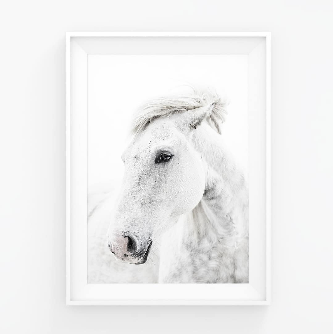 Valkoinen villihevonen