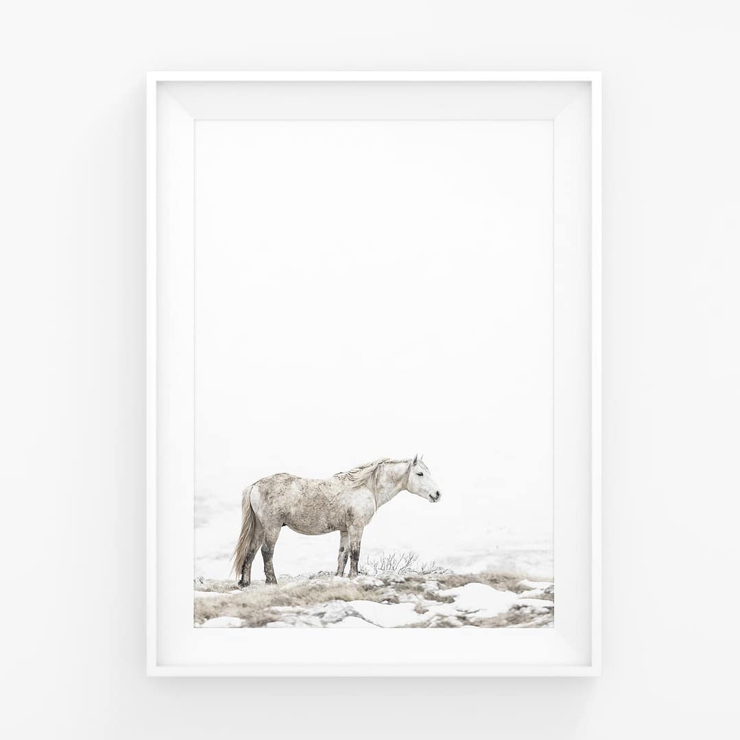 Villihevonen vuoristossa