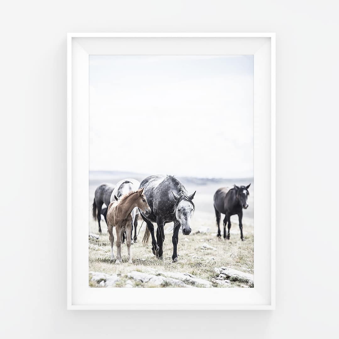 Villihevosvarsa kulkee äidin ja muun lauman kanssa