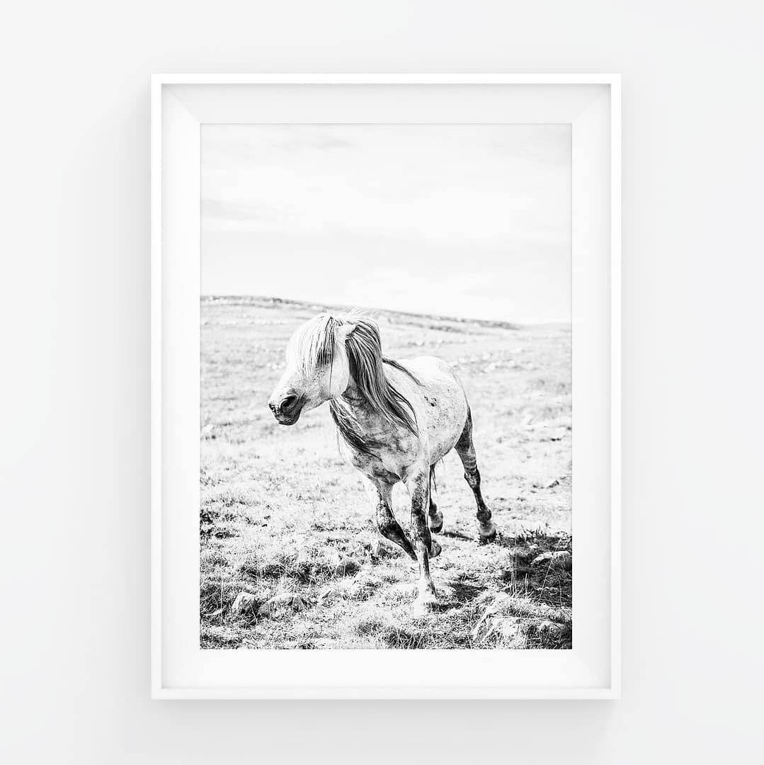 Valkoinen villihevonen laukkaa korvat luimussa