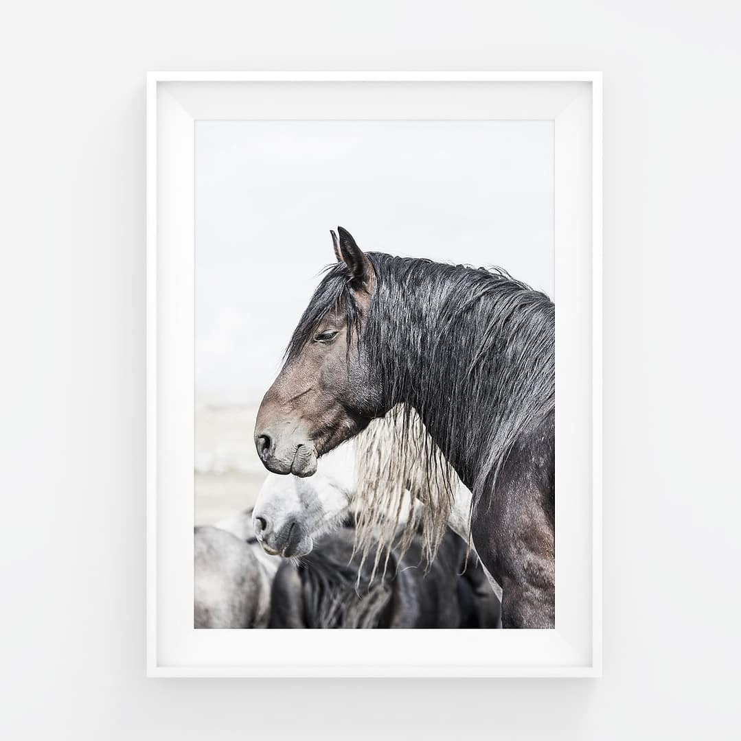 Nukkuva villihevonen