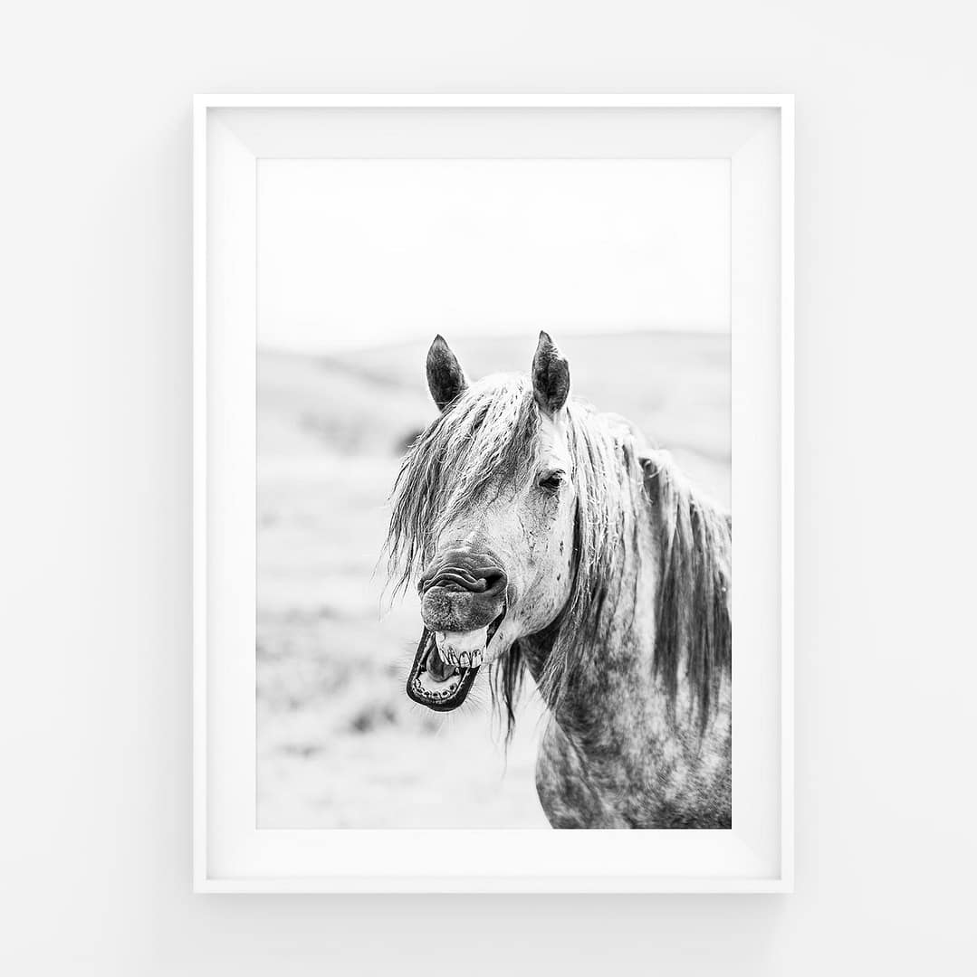 Villihevonen nauraa (haukottelee)