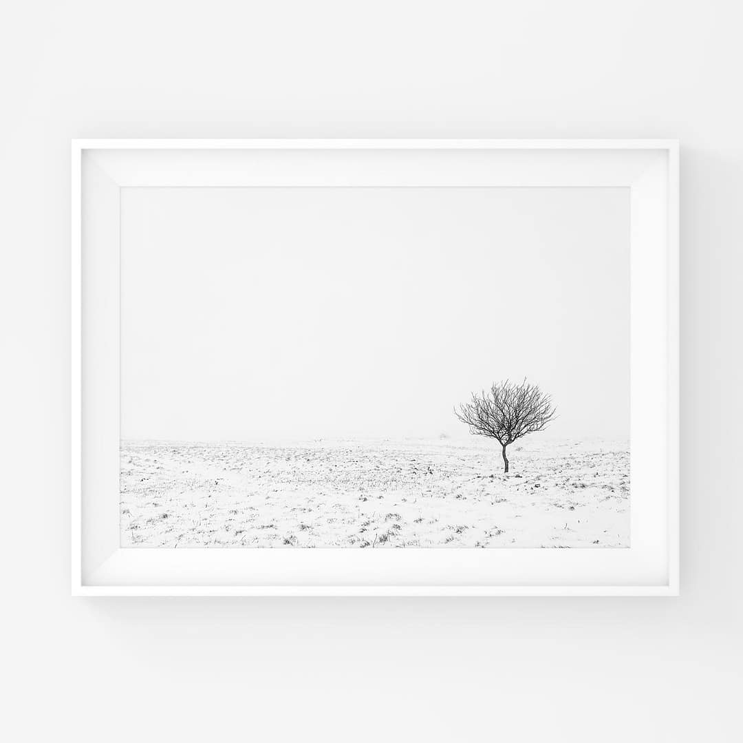 Yksinäinen pieni puu tyhjässä talvimaisemassa