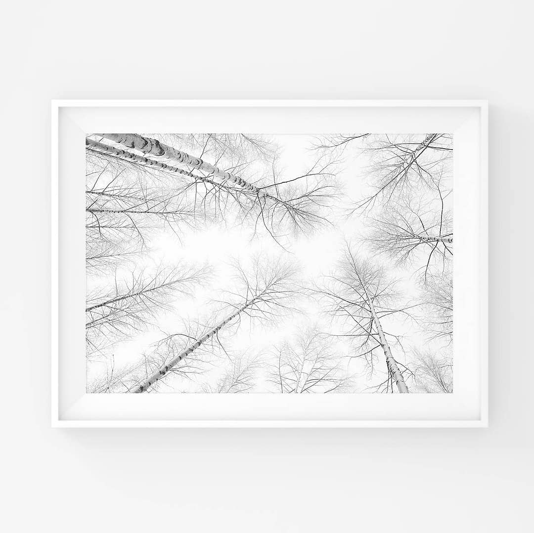 Lumiset koivut kuvattu alhaalta ylös taivasta kohti