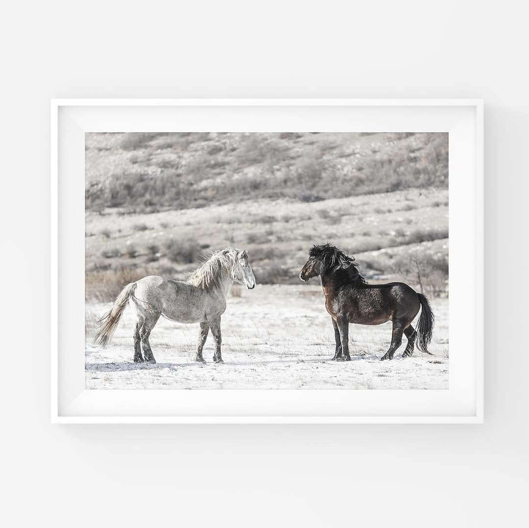 Tumma ja vaalea villihevonen tuijottavat toisiaan vastakkain