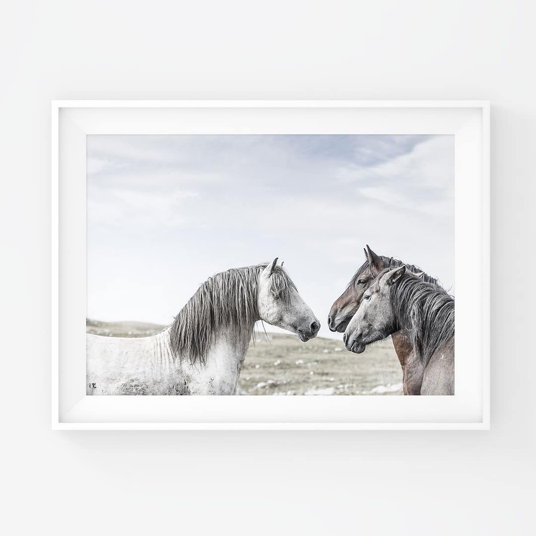 Kolme villihevosta kommunikoi keskenään