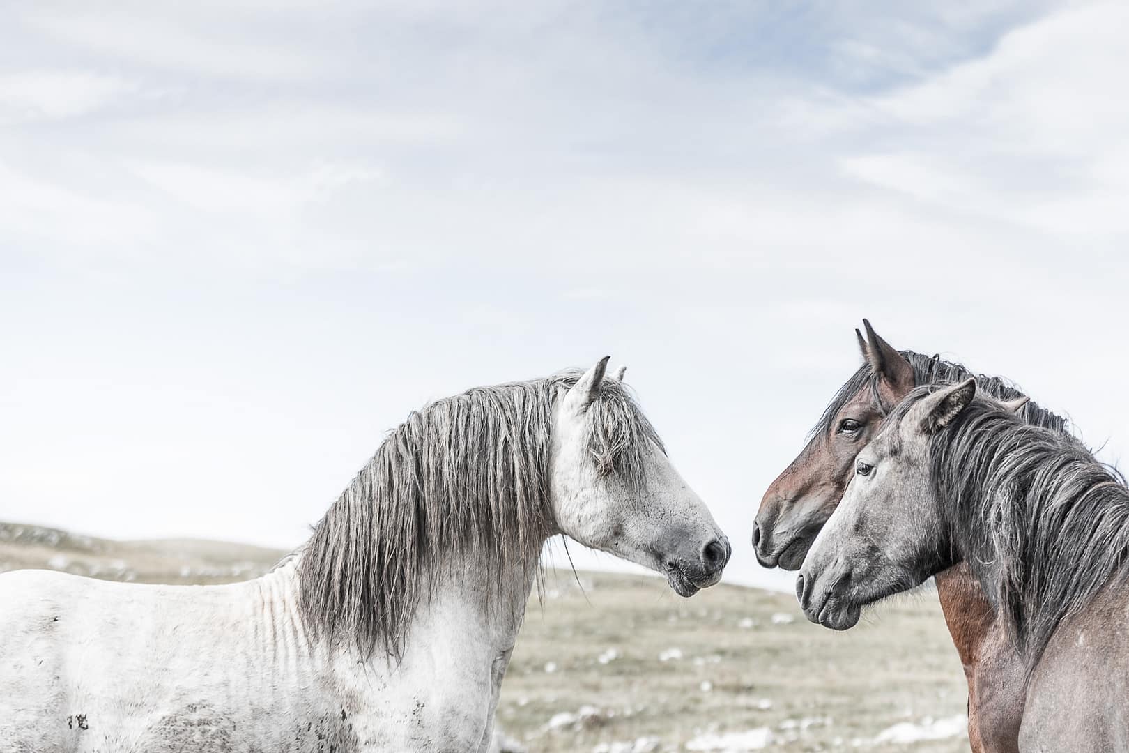 Wild & free – Negotiation juliste - Image 2