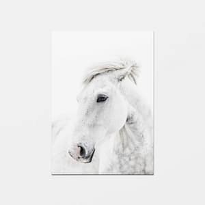 Postikortti valkoisesta villihevosesta