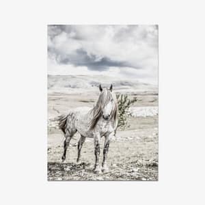 Valkoinen villihevonen, jolla pitkä paksu harjas.