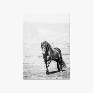 Wild & free – Show off postikortti