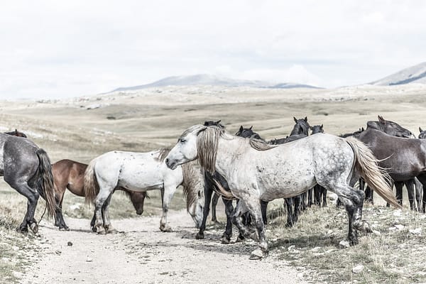 Wild & free – Migration juliste - Image 2