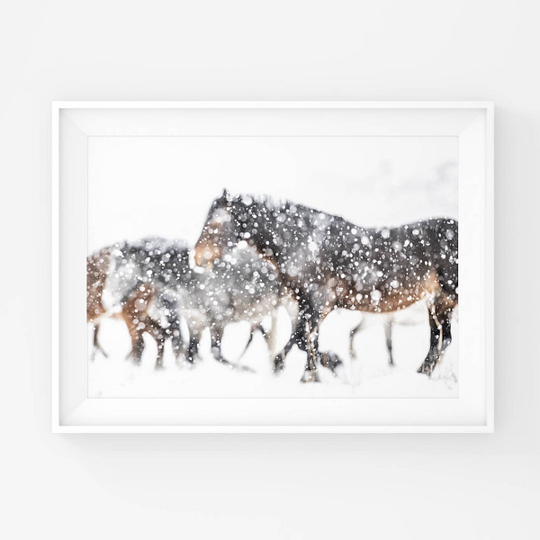 Villihevosia sankan lumipyryn keskellä