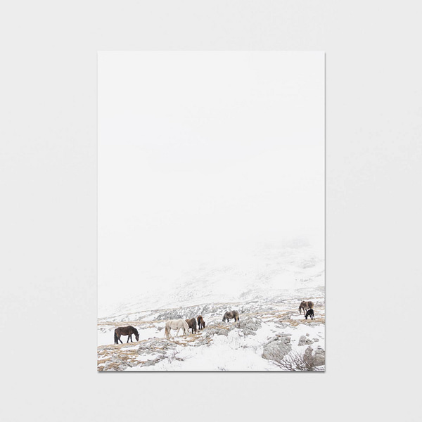 Postikortti jossa villihevoslauma ruokailee sumuisessa vuoristomaisemassa
