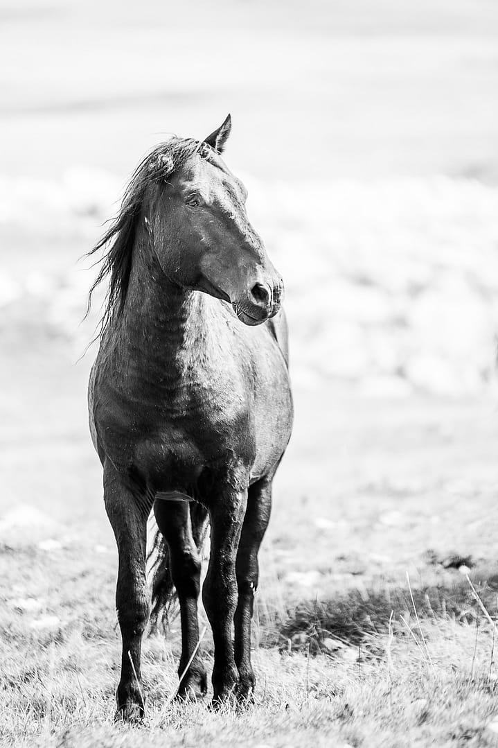 Wild & free – Survivor juliste - Image 2