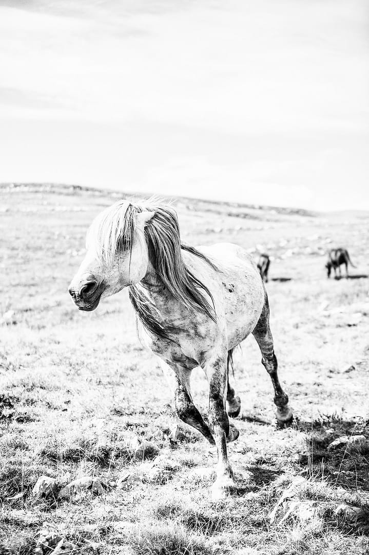 Wild & free – Wild little pony juliste - Image 2
