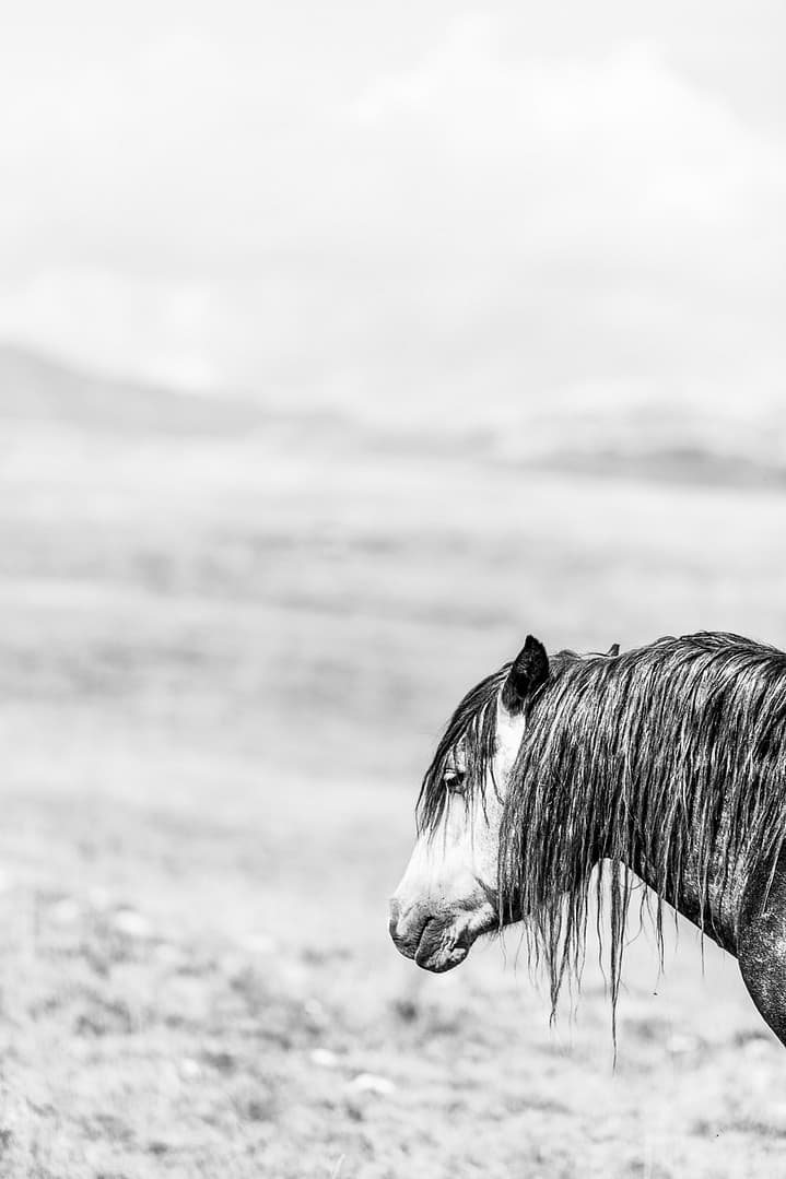 Wild & free – Blue juliste - Image 2