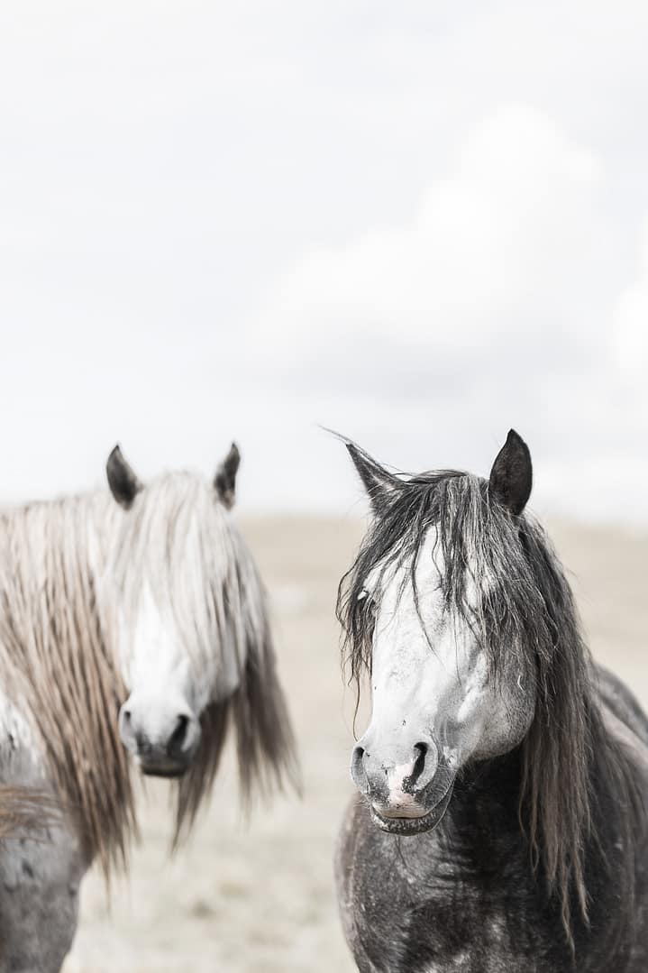 Wild & free – Blonde & brunette juliste - Image 2