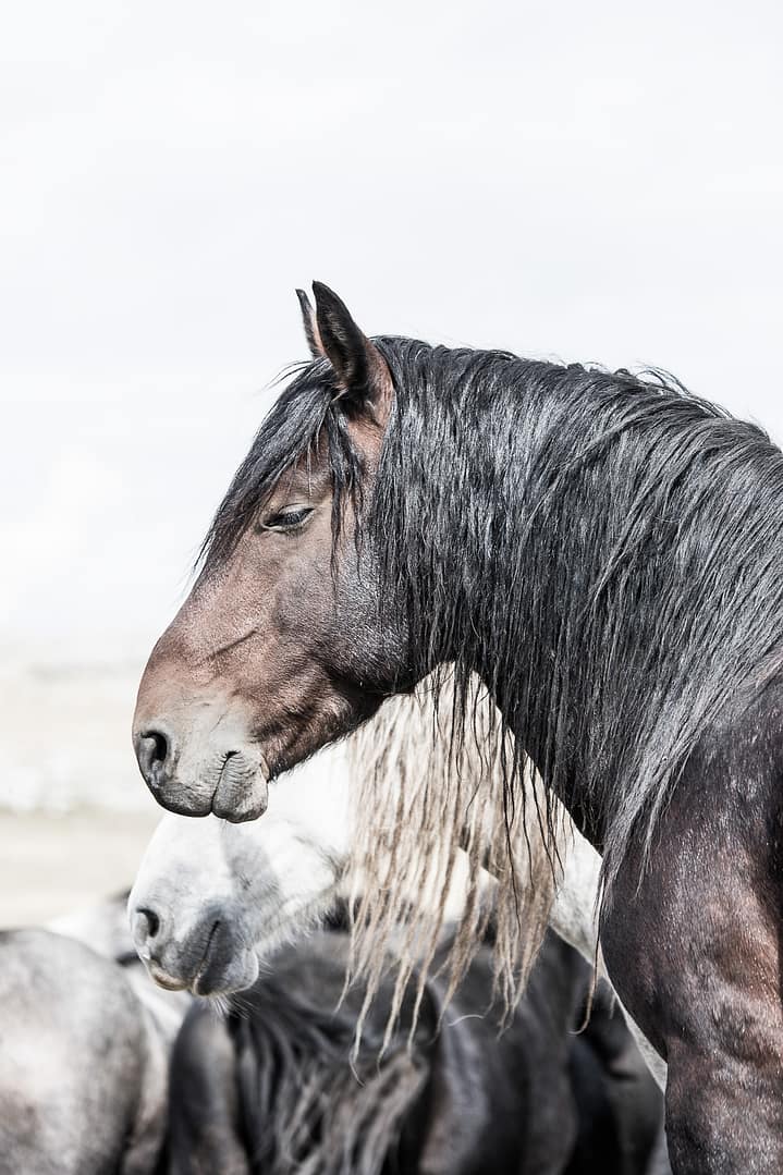 Wild & free – Sleepy juliste - Image 2