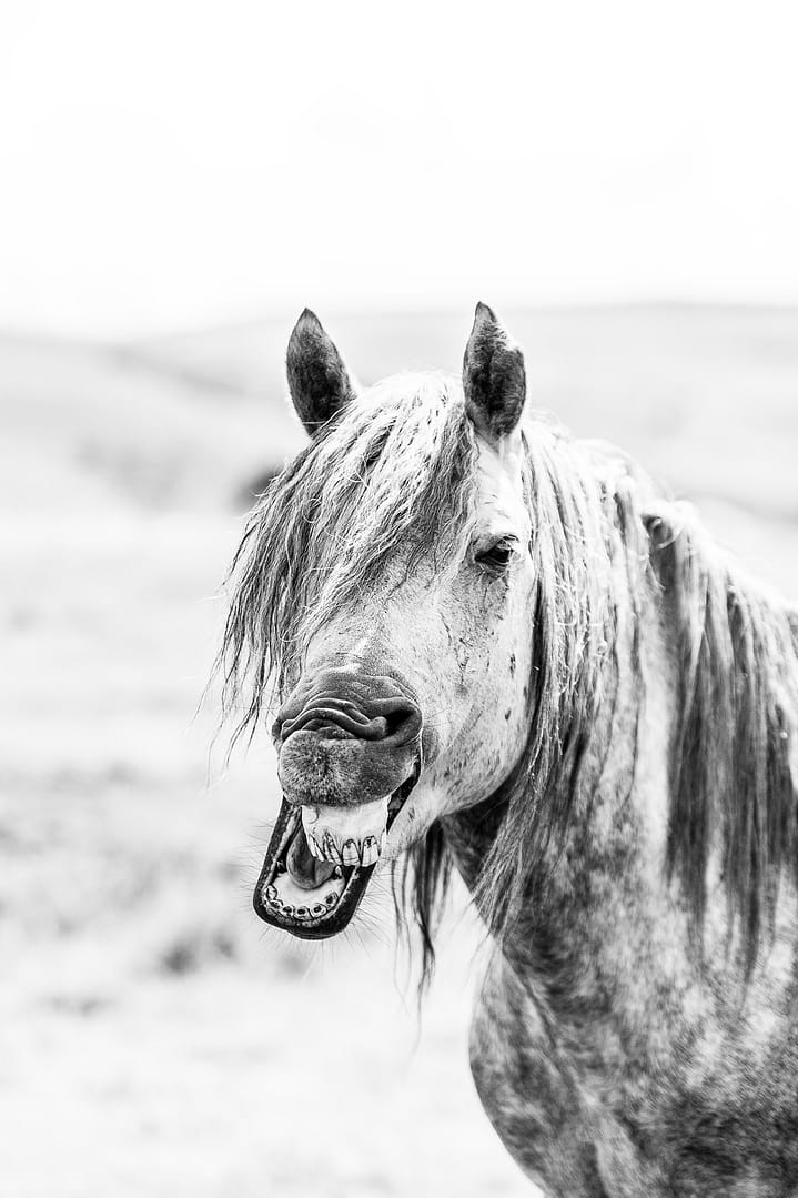 Wild & free – Wild smile juliste - Image 2