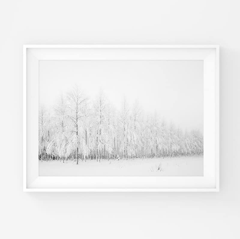 Luminen koivumetsä