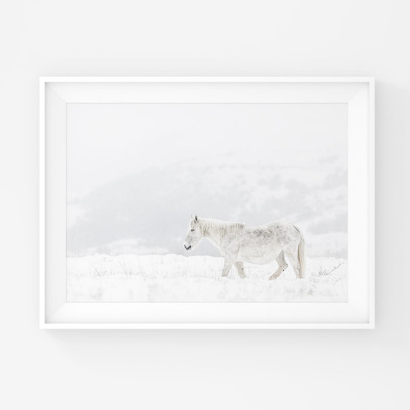 Valkoinen villihevonen lumisessa talvisessa maisemassa