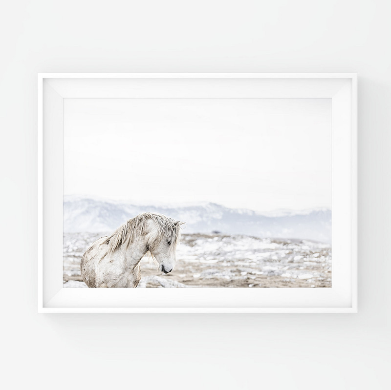 Juliste valkoisesta villihevosesta talvisessa vuoristossa